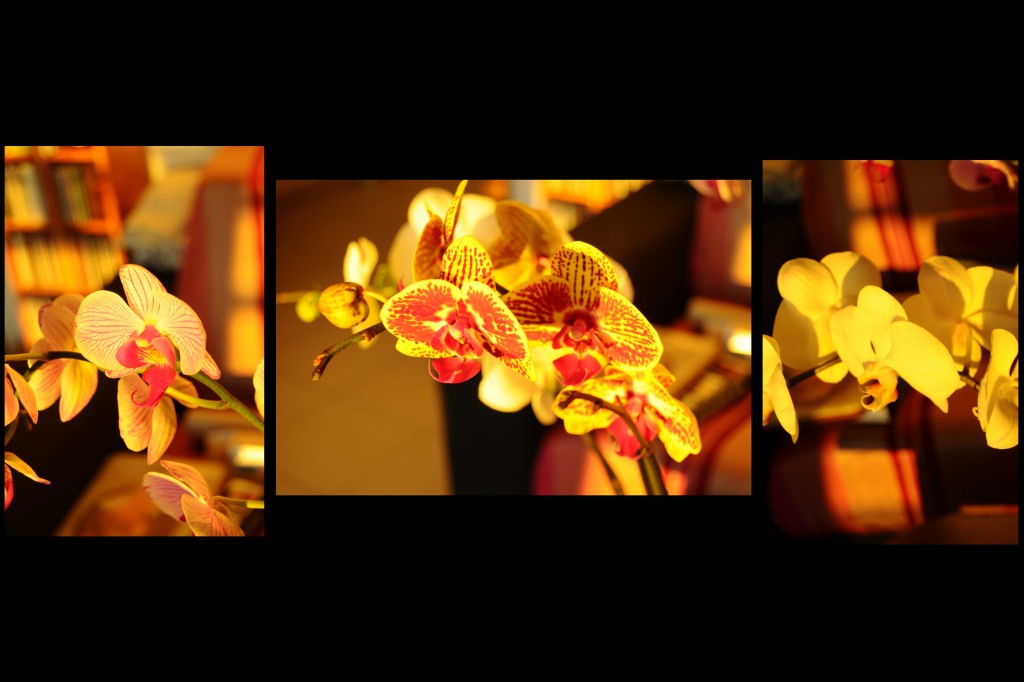 MONTAGE ORCHIDEES